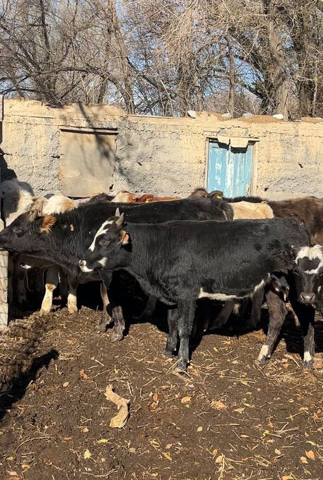 Бычки Подсосы Быки Телята