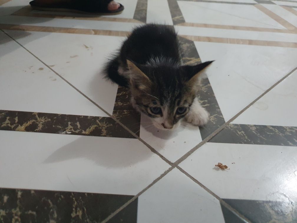 Котята, чистые ухоженные