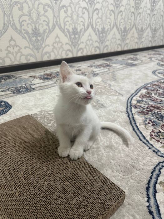 Турецкий ангора мушук сотилади 3 ойлик