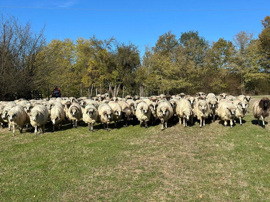 Vand 100 de oi de tinut