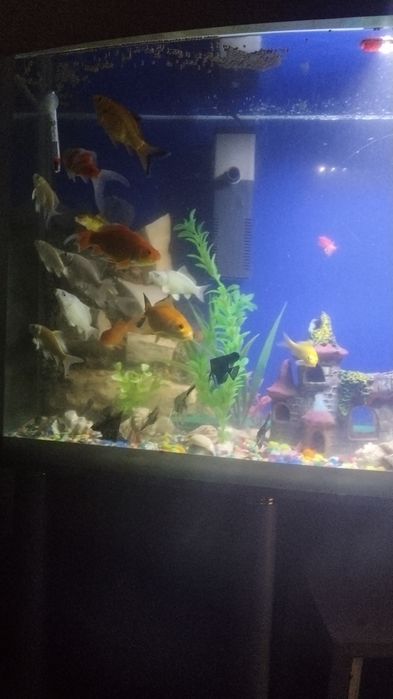 Срочна сотилади ойнаси Калин акварум