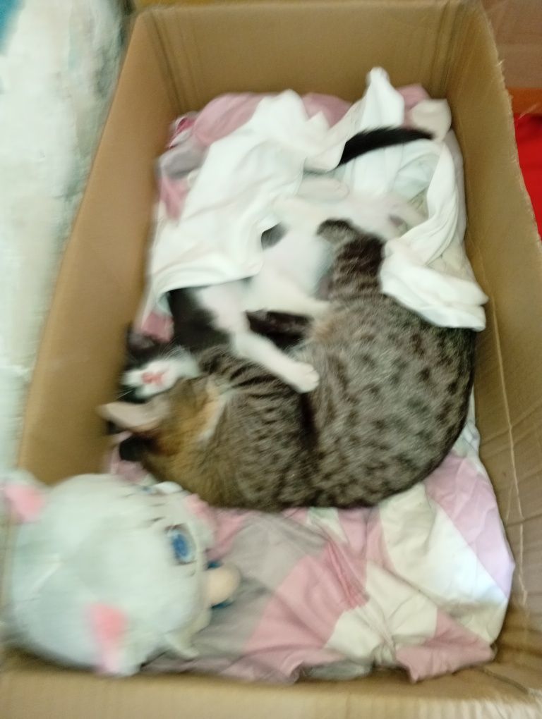 Котята без блохов приучить к латку и он чистые и блезняшки две девочки