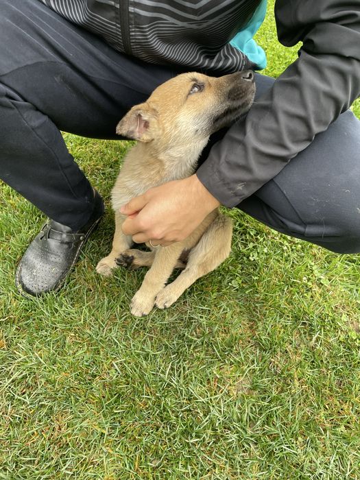 Подарявам кученце