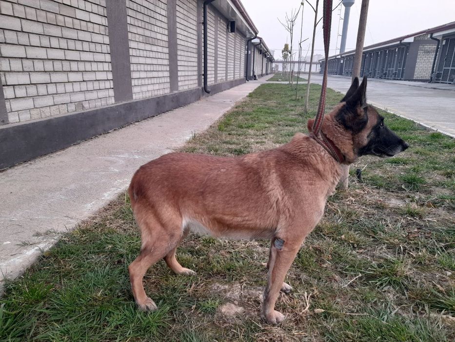 Малинуа кличка Лика