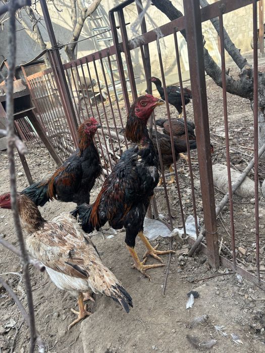 Цыплят петухов дакан июньские от 5000тыс и выше