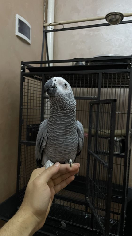 Попугай породы African Gray-жако