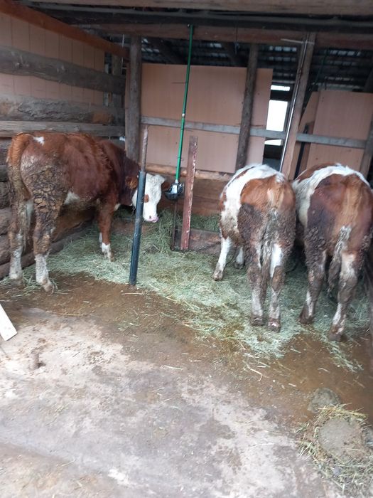 Vând 3 vitei în jur de 300 de kg