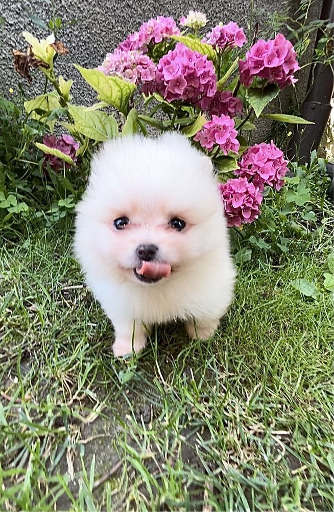 Pomeranian mascul, alb, talie mica