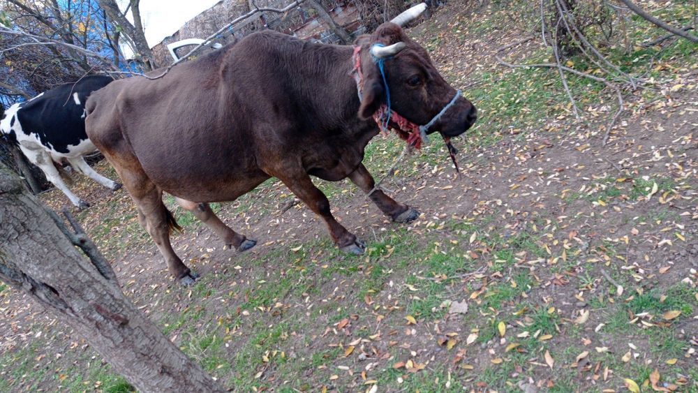 Vând vacă blândă, rasă brună