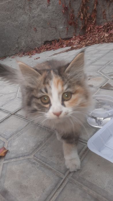 Кошечка пушистая, трехцветная