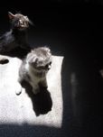 Продается котенок вислоухий