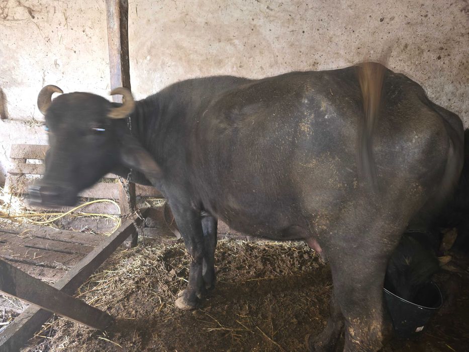 Свободни биволици