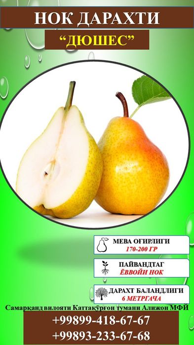 Мевали кўчатлар сифатли ва ишончли