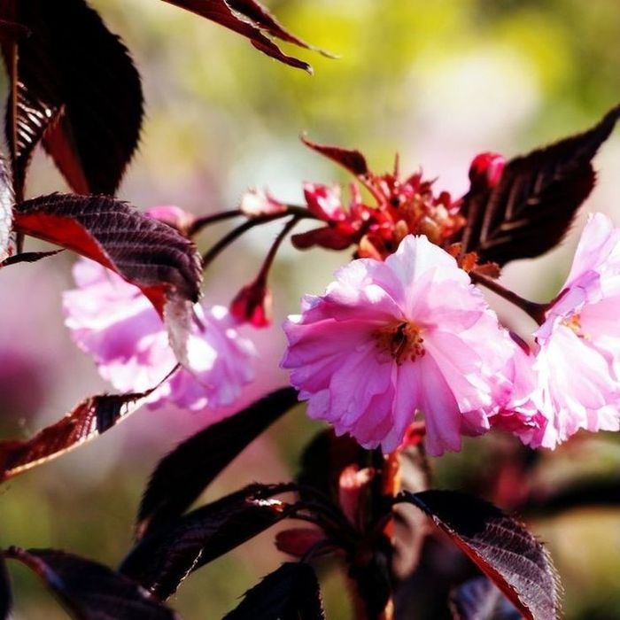 Cires Japinez Royal Burgundy