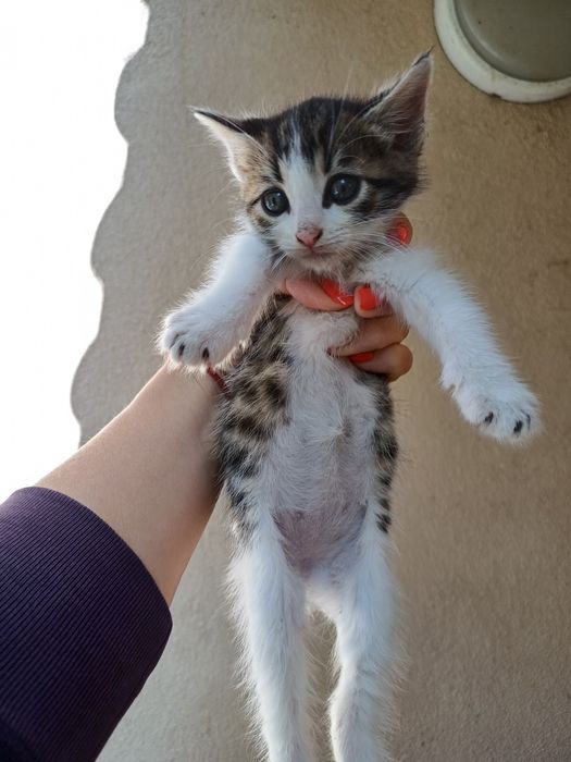 Подарявам сладки котета на 1 месец