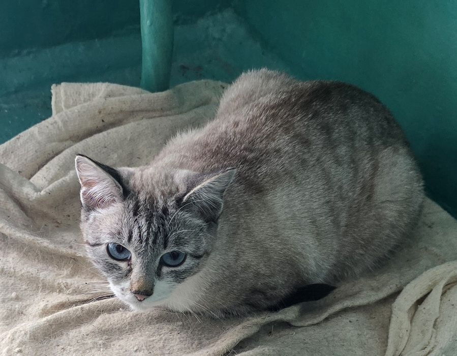 Бесплатно отдам !