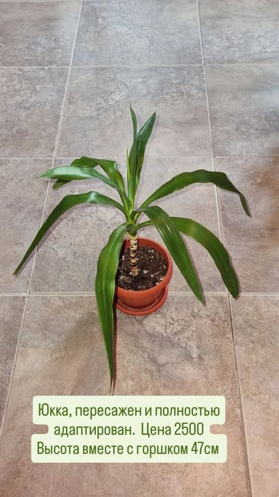 Фикусы разные , юкка и диффенбахия.Цветы для дома и офиса