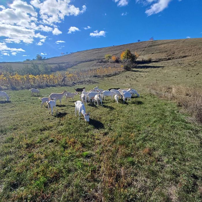 Capre de vânzare saanen