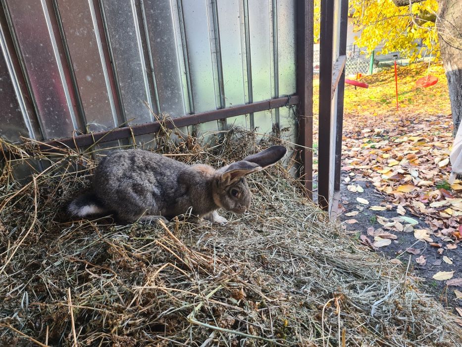 Femela Urias German Gri