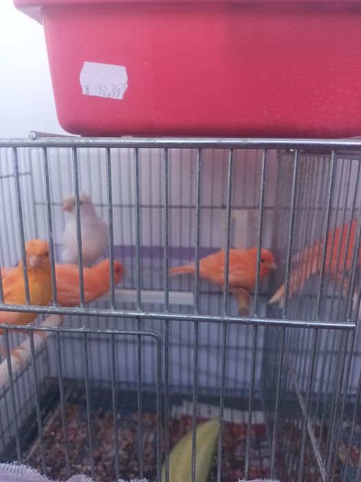 Pui canari  diferite culori