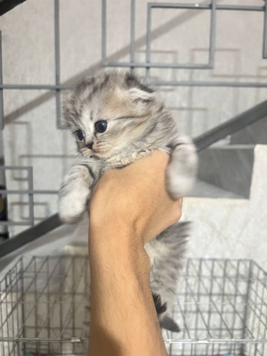 Продаются шиншилли