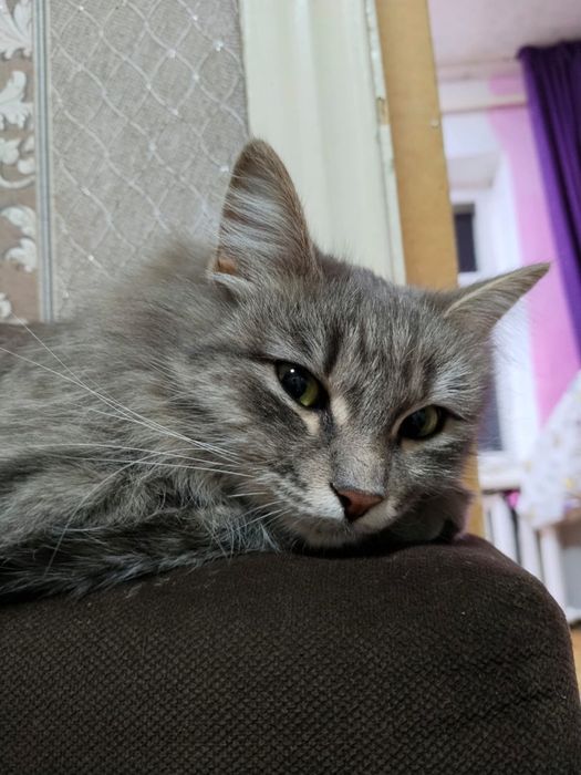 Отдам кошку в хорошие руки мышей ловит