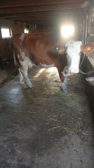 Vând vaca de abator