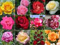 Саженцы  роз оптом,розы саженцы,вьющие розы,штамбовые