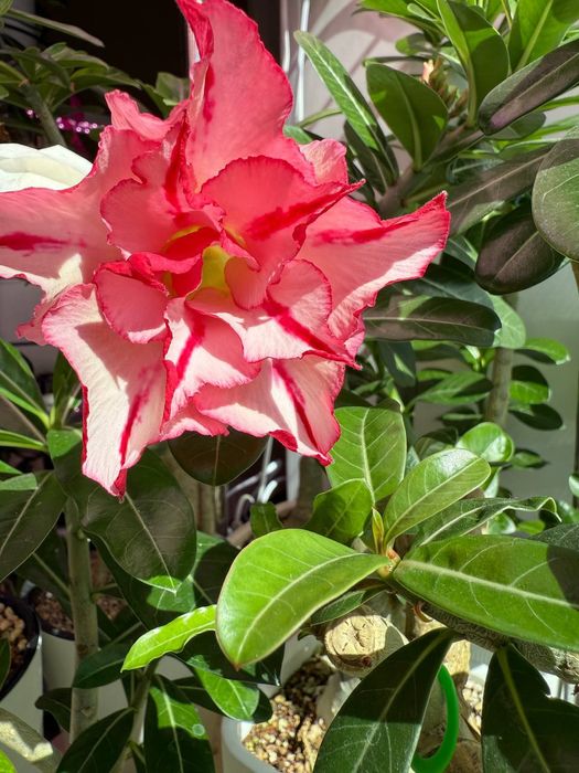 Продаю адениумы разных сортов