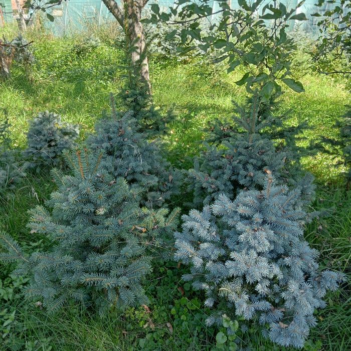 Brad argintiu cu radacina