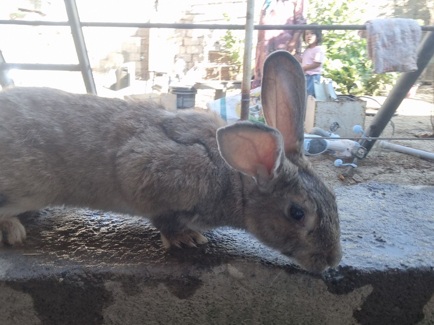 Samest quyon sotiladi