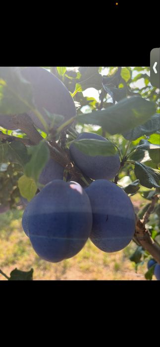 Prune HAGANTA( soi olandez) dimensini mari