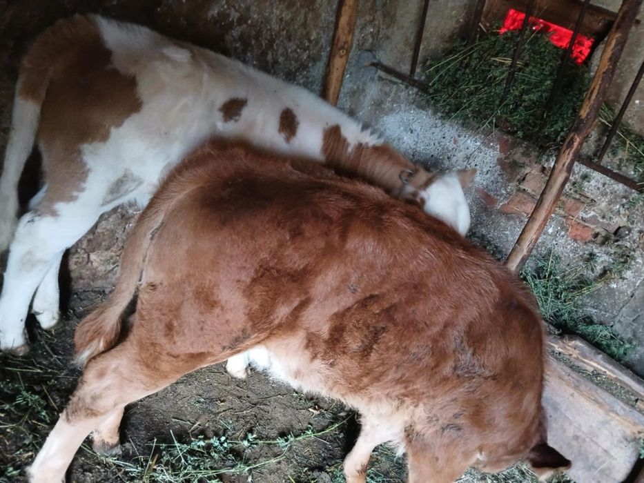 Vând taur de un an jumate, și doua vițele de doua luni jumate