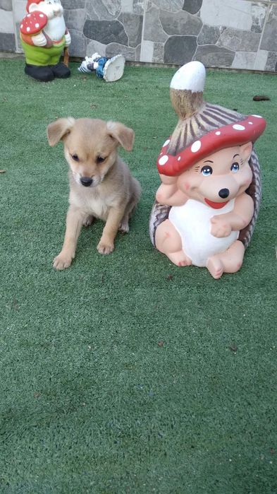 Бели пинчери на два месеца