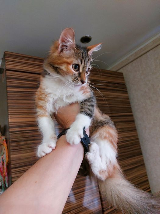 Отдам котят в добрые руки