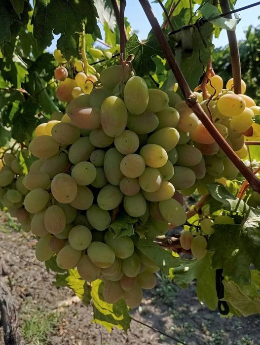 Preobrajenie vita de vie