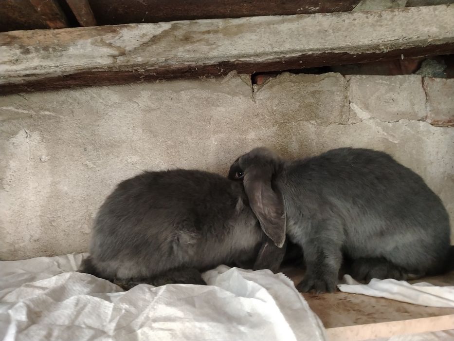 Сини кочовати зайци