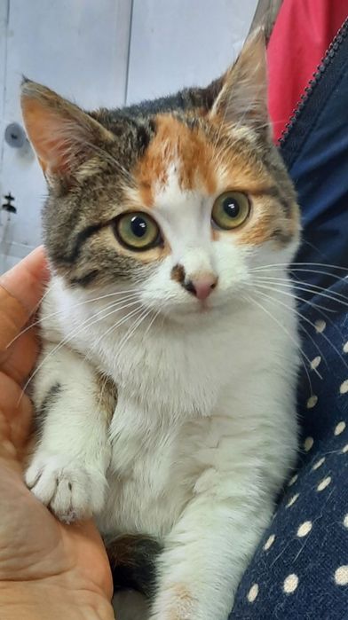 Коте търси своя дом