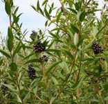 Vand lemn cainesc(ligustrum vulgare)