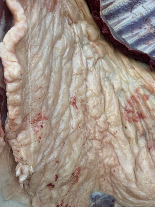 Согым байтал 2700 тг