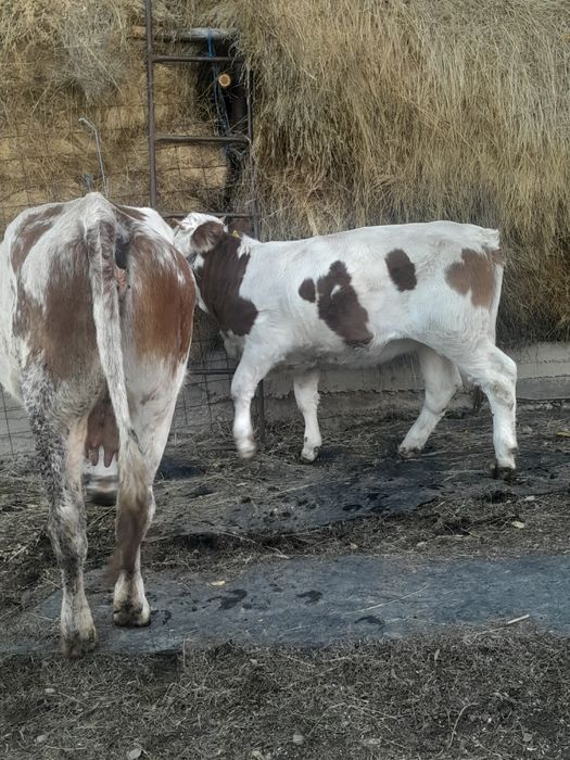 Vand doua vaci cu doua vitele