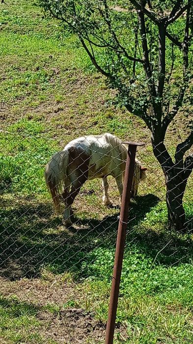 Ponei de vânzare mama și pui
