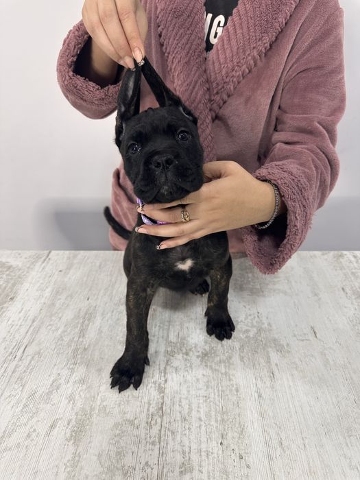 Cane corso cu pedigree!!