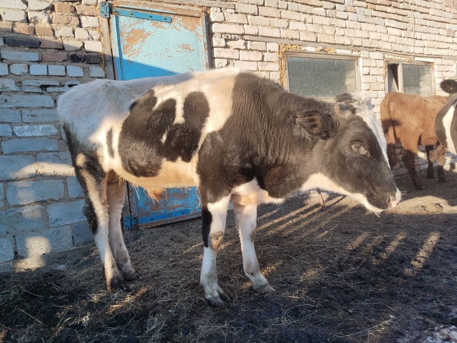 Продам бычка 1,6 года