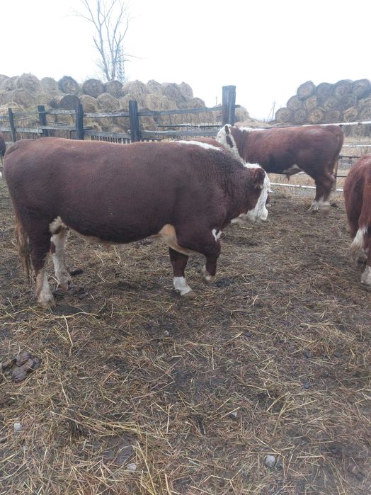 Продам 10 гол бычков