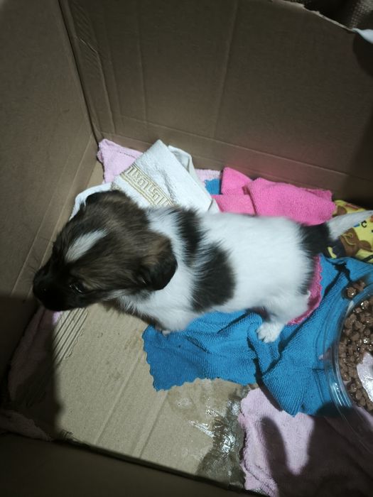 Donez catelusa de maxim o luna probabil pechineza