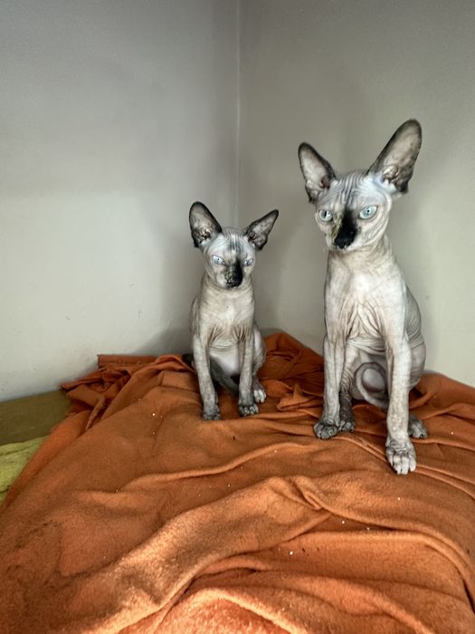 Канадски сфинкс котенца женски