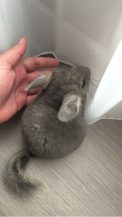 Vand pui chinchilla 10 saptamani