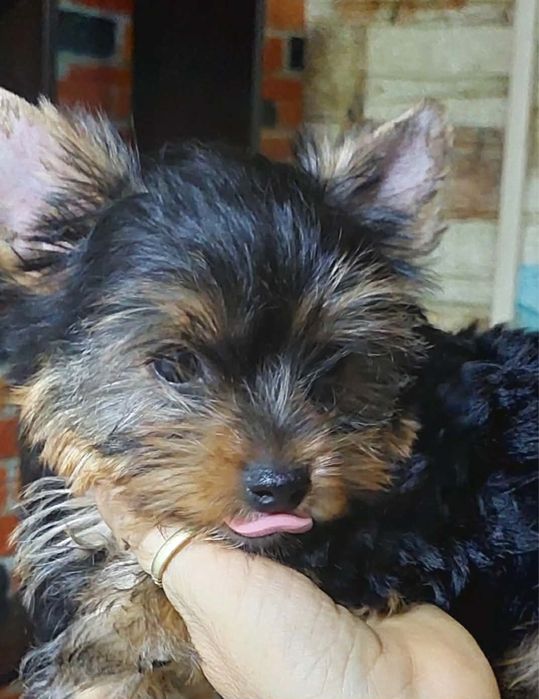 Продавам кученца