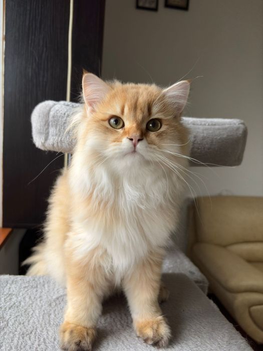 British longhair